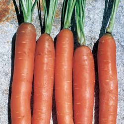 Carentan Carrot